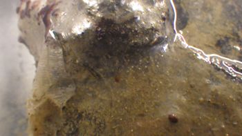 Media type: image;   Invertebrate Zoology 153117 Description: live specimen;